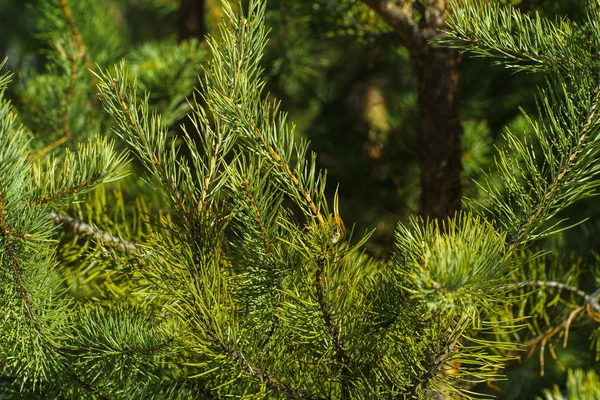 Brightly Green Ramos Espinhosos Pinheiro Close Green Pine Tree Fundo — Fotografia de Stock