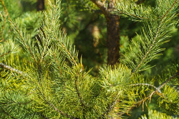 Brightly Green Ramos Espinhosos Pinheiro Close Green Pine Tree Fundo — Fotografia de Stock