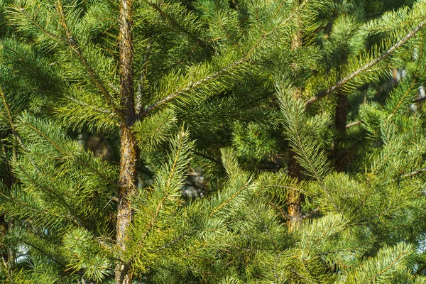 Çam Parlak Yeşil Dikenli Dalları, Bir Yeşil Çam Ağacı Close Up, Doğal Kürk ağacının Dalları Arka Plan, Noel ağacı Arka Plan Closeup, Detaylı Noel Ağacı Dalları