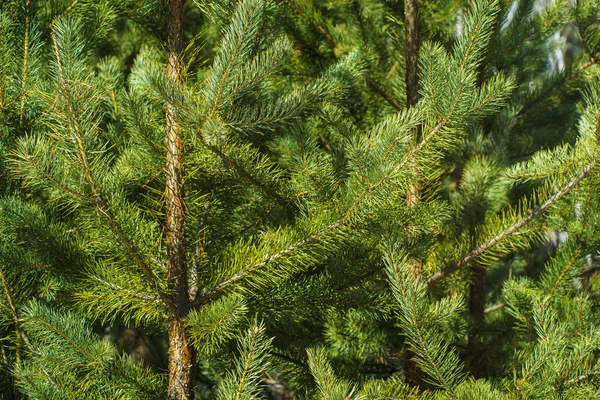 Ljust Grön Prickly Grenar Tall Närbild Grön Tallskog Bakgrund Från — Stockfoto