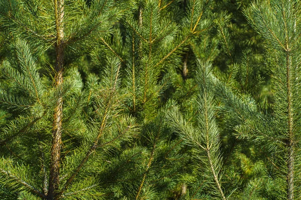 Brightly Green Ramos Espinhosos Pinheiro Close Green Pine Tree Fundo — Fotografia de Stock