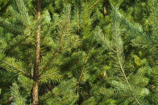 Çam Parlak Yeşil Dikenli Dalları, Bir Yeşil Çam Ağacı Close Up, Doğal Kürk ağacının Dalları Arka Plan, Noel ağacı Arka Plan Closeup, Detaylı Noel Ağacı Dalları
