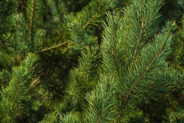 Ljust Grön Prickly Grenar Tall Närbild Grön Tallskog Bakgrund Från — Stockfoto