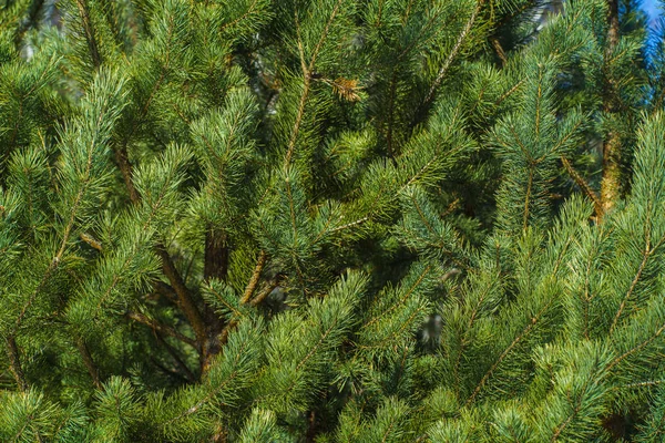 Jasně Zelené Prickly Větvičky Borovice Blízko Zeleného Borovicového Stromu Pozadí — Stock fotografie