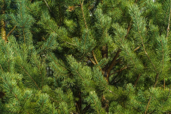 Jasně Zelené Prickly Větvičky Borovice Blízko Zeleného Borovicového Stromu Pozadí — Stock fotografie