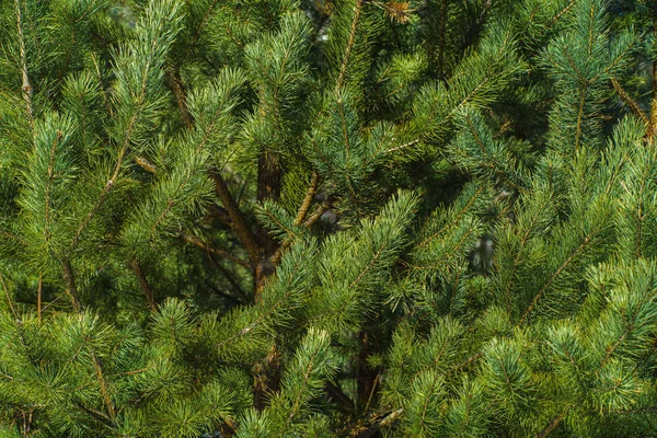 Çam Parlak Yeşil Dikenli Dalları, Bir Yeşil Çam Ağacı Close Up, Doğal Kürk ağacının Dalları Arka Plan, Noel ağacı Arka Plan Closeup, Detaylı Noel Ağacı Dalları