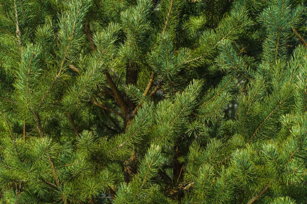 Çam Parlak Yeşil Dikenli Dalları, Bir Yeşil Çam Ağacı Close Up, Doğal Kürk ağacının Dalları Arka Plan, Noel ağacı Arka Plan Closeup, Detaylı Noel Ağacı Dalları