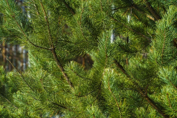Çam Parlak Yeşil Dikenli Dalları, Bir Yeşil Çam Ağacı Close Up, Doğal Kürk ağacının Dalları Arka Plan, Noel ağacı Arka Plan Closeup, Detaylı Noel Ağacı Dalları