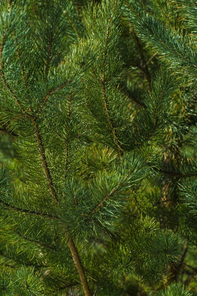 Élénk Zöld Tüskés Ágak Fenyő Közelről Egy Zöld Fenyőfa Háttér — Stock Fotó