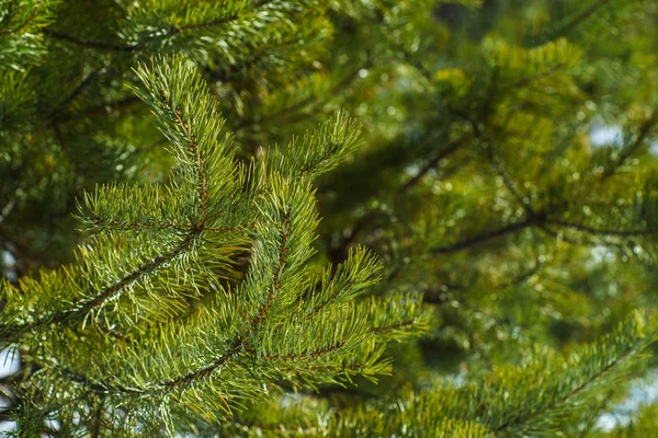 松の明るい緑の厄介な枝 緑の松の木のクローズアップ 天然毛皮の枝からの背景 クリスマスツリーの背景のクローズアップ 詳細なクリスマスツリーの枝 — ストック写真