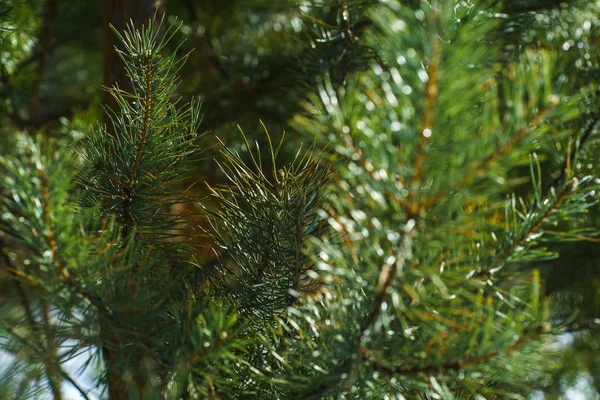 소나무의 소나무의 나무의 가지에서 크리스마스 배경의 클로즈업 상세한 크리스마스 — 스톡 사진