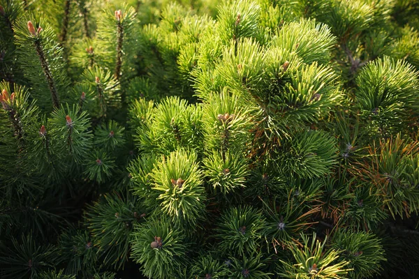 Çam Parlak Yeşil Dikenli Dalları Bir Yeşil Çam Ağacı Close — Stok fotoğraf