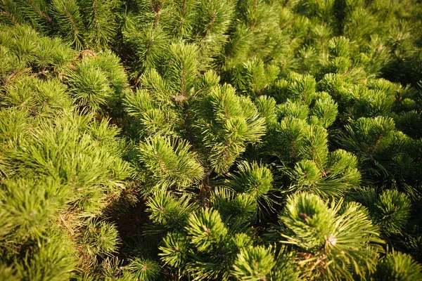 Brightly Green Prickly Branches Pine Close Green Pine Tree Background — Stock Photo, Image