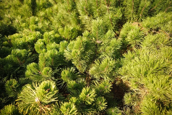 Brightly Green Prickly Branches Pine Close Green Pine Tree Background — Stock Photo, Image