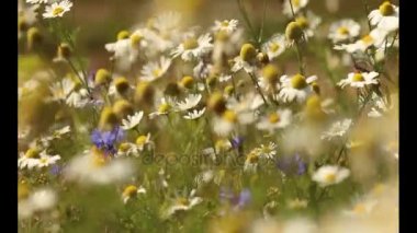 Çayır çiçekli çiçekli bitkiler Dandelions, alanlarla tarım manzara kadar yabani papatya, Sommerblumen alanıyla çiçek çiçekler, kır çiçekleri, beyaz papatya kapat yaz