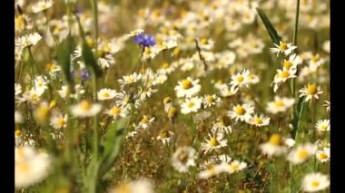 Çayır çiçekli çiçekli bitkiler Dandelions, alanlarla tarım manzara kadar yabani papatya, Sommerblumen alanıyla çiçek çiçekler, kır çiçekleri, beyaz papatya kapat yaz