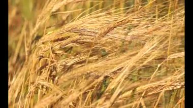 Altın olgun buğday alan, tarım peyzaj, fırın arka plan, yetiştirmek, kırpma, ekmek, hasat, fırın arka plan, gıda arka plan, çavdar alan, buğday arka plan, buğday olgun sarı kulaklar
