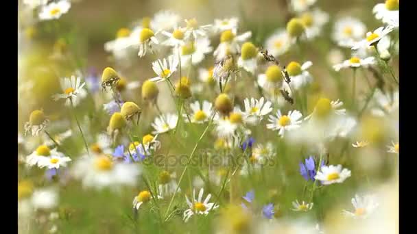 Odlingslandskap Med Äng Blommor Fält Med Blommande Växter Maskrosor Sommar — Stockvideo