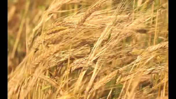 Campo Trigo Maduro Dorado Paisaje Agrícola Fondo Panadería Cultivar Cultivo — Vídeos de Stock