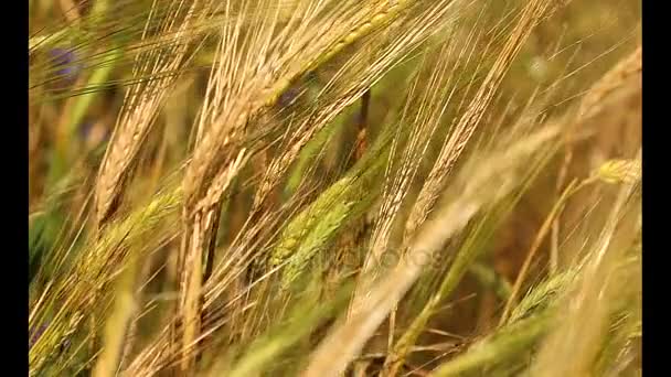 Złote Dojrzałe Pszeniczysko Krajobrazu Rolniczego Piekarnia Tło Pielęgnować Upraw Chleb — Wideo stockowe