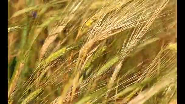 Goldene Reife Weizenfeld Agrarlandschaft Backhaus Hintergrund Kultivieren Ernte Brot Erntezeit — Stockvideo