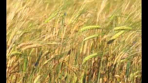 Златоспелые Пшеничные Поля Сельскохозяйственный Ландшафт Хлебобулочные Фоны Культивация Урожай Хлеб — стоковое видео