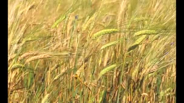 Goldene Reife Weizenfeld Agrarlandschaft Backhaus Hintergrund Kultivieren Ernte Brot Erntezeit — Stockvideo