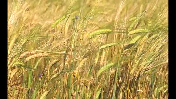 Campo Trigo Maduro Dourado Paisagem Agrícola Fundo Padaria Cultivar Colheita — Vídeo de Stock