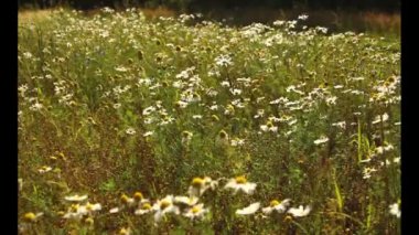 Çayır çiçekli çiçekli bitkiler Dandelions, alanlarla tarım manzara kadar yabani papatya, Sommerblumen alanıyla çiçek çiçekler, kır çiçekleri, beyaz papatya kapat yaz