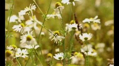 Çayır çiçekli çiçekli bitkiler Dandelions, alanlarla tarım manzara kadar yabani papatya, Sommerblumen alanıyla çiçek çiçekler, kır çiçekleri, beyaz papatya kapat yaz