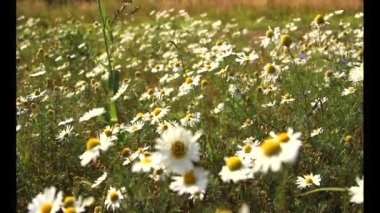 Çayır çiçekli çiçekli bitkiler Dandelions, alanlarla tarım manzara kadar yabani papatya, Sommerblumen alanıyla çiçek çiçekler, kır çiçekleri, beyaz papatya kapat yaz