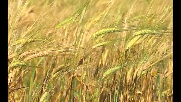 Zlatý Zralé Pšeničné Pole Zemědělská Krajina Pekařství Pozadí Kultivovat Plodin — Stock video