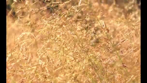 Zlatý Zralé Pšeničné Pole Zemědělská Krajina Pekařství Pozadí Kultivovat Plodin — Stock video