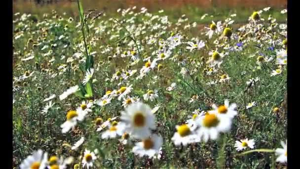 Odlingslandskap Med Äng Blommor Fält Med Blommande Växter Maskrosor Sommar — Stockvideo