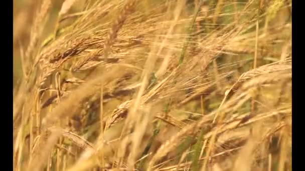 Golden Ripe Wheat Field Agricultural Landscape Bakery Background Cultivate Crop — Stock Video