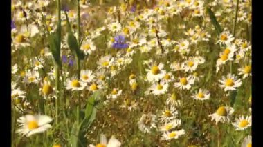 Çayır çiçekli çiçekli bitkiler Dandelions, alanlarla tarım manzara kadar yabani papatya, Sommerblumen alanıyla çiçek çiçekler, kır çiçekleri, beyaz papatya kapat yaz