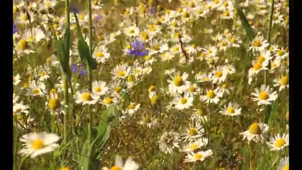 Sommerblumen 野生カモミールの花畑を農村風景草原の花 開花植物のタンポポでフィールドと夏の野の花 野の花と白いヒナギク閉じる — ストック動画
