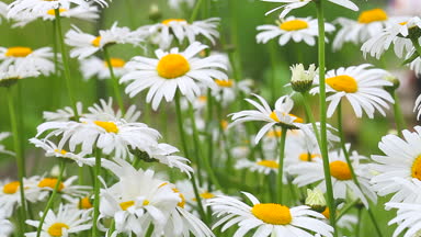 Çayır çiçekli çiçekli bitkiler Dandelions, alanlarla tarım manzara kadar yabani papatya, Sommerblumen alanıyla çiçek çiçekler, kır çiçekleri, beyaz papatya kapat yaz