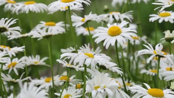 Paisaje Agrícola Con Flores Pradera Campos Con Plantas Con Flores — Vídeo de stock