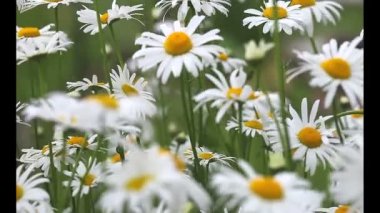 Çayır çiçekli çiçekli bitkiler Dandelions, alanlarla tarım manzara kadar yabani papatya, Sommerblumen alanıyla çiçek çiçekler, kır çiçekleri, beyaz papatya kapat yaz