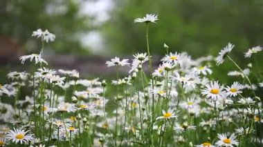 Çayır çiçekli çiçekli bitkiler Dandelions, alanlarla tarım manzara kadar yabani papatya, Sommerblumen alanıyla çiçek çiçekler, kır çiçekleri, beyaz papatya kapat yaz