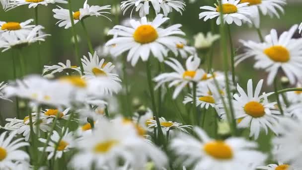 Paisaje Agrícola Con Flores Pradera Campos Con Plantas Con Flores — Vídeo de stock