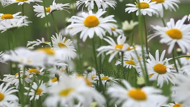 Agricultural Landscape with Meadow Flowers, Fields with Flowering Plants Dandelions, Summer Wildflowers, Wild Flowers, White Daisies Close Up, Flower Field with Wild Chamomile, Sommerblumen