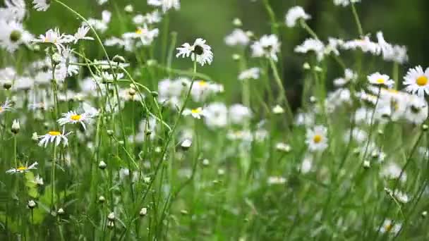 农业景观与草甸花卉 田野与开花植物蒲公英 夏季野花 白色雏菊关闭 花场与野生洋甘菊 Sommerblumen — 图库视频影像