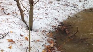 Akış aşağı bir bahar orman içinden akan, küçük nehir kar erime, eriyen su hareketli buz erime bahar sezonunda çözdürme çözdürme su