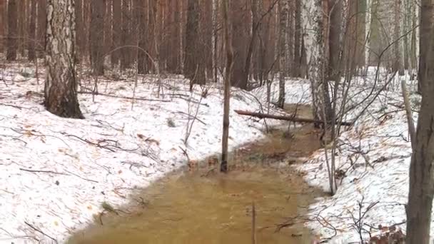 Flujo Agua Descongelada Que Fluye Través Bosque Primavera Descongelación Pequeño — Vídeo de stock