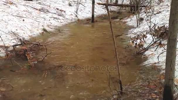 Flusso Acqua Scongelata Che Scorre Attraverso Una Foresta Primaverile Scongelamento — Video Stock