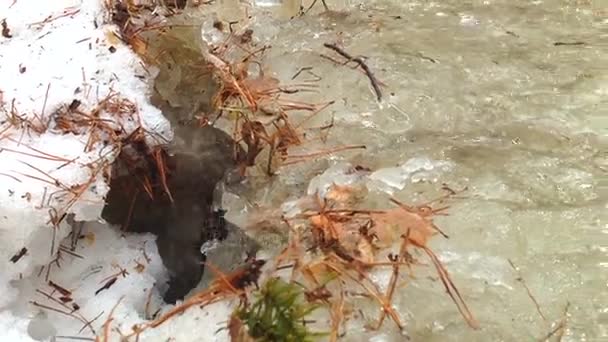 Fluxo Água Descongelante Que Flui Através Uma Floresta Mola Descongelando — Vídeo de Stock