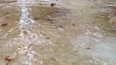 Akış aşağı bir bahar orman içinden akan, küçük nehir kar erime, eriyen su hareketli buz erime bahar sezonunda çözdürme çözdürme su