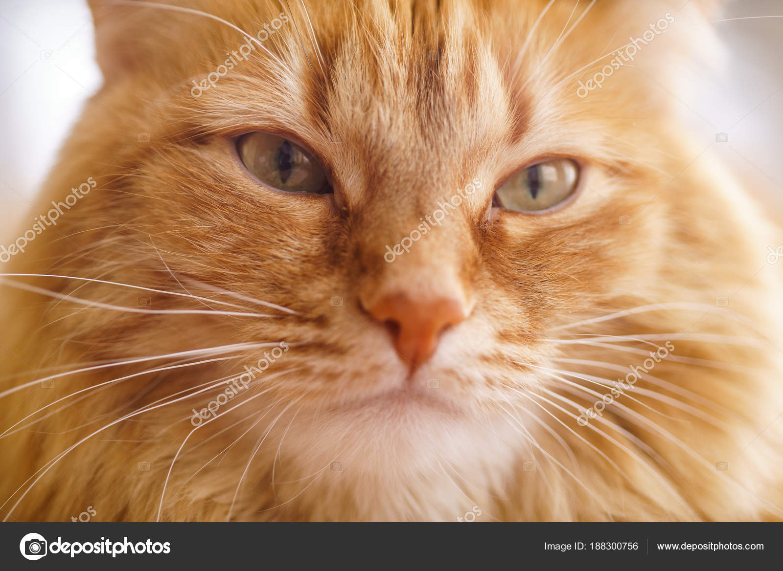 Chat Brun Chat Male Rouge Chat Roux Image Libre De Droit Par Supertrooper C Chat Brun Chat Male Rouge Chat Roux Image Libre De Droit Par Supertrooper C